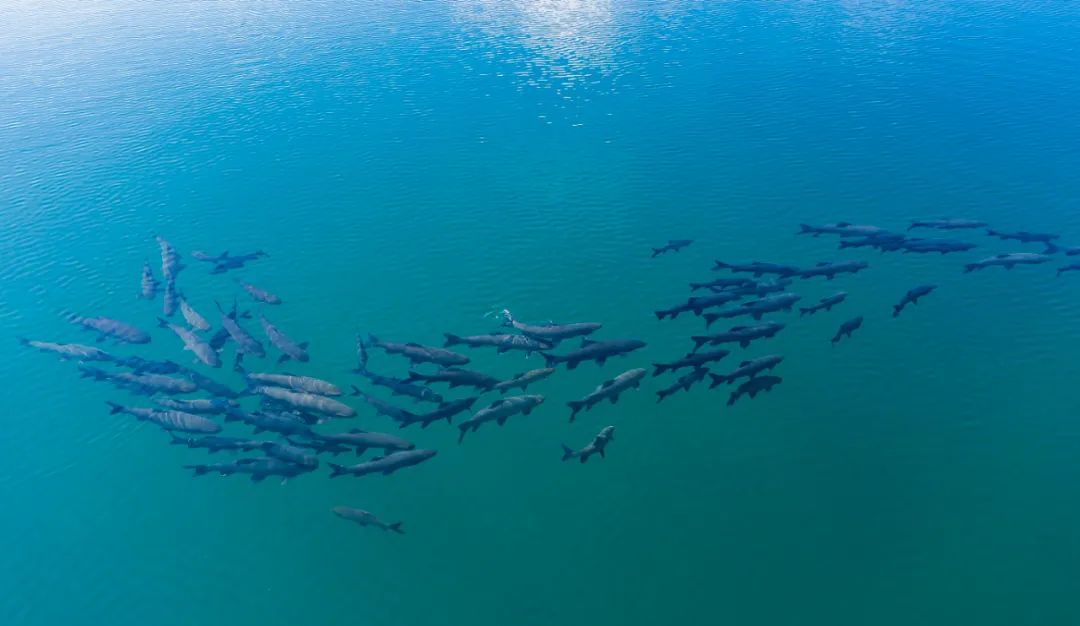 【视界】奇观!谁还没看过抚仙湖这波"青鱼阵"?