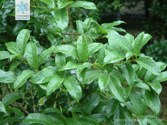 桂花的叶,图片来源:中国植物图像库