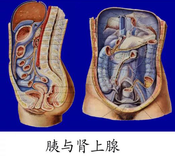 人体共有8大腺体?每种腺体都有什么功效?