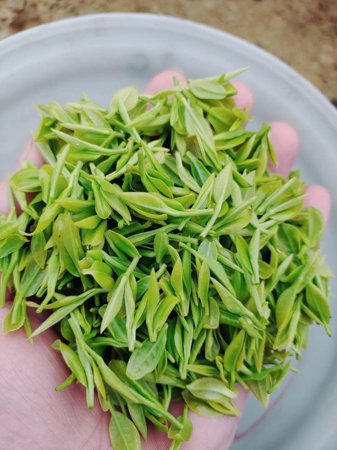 日照绿茶,特别金奖!