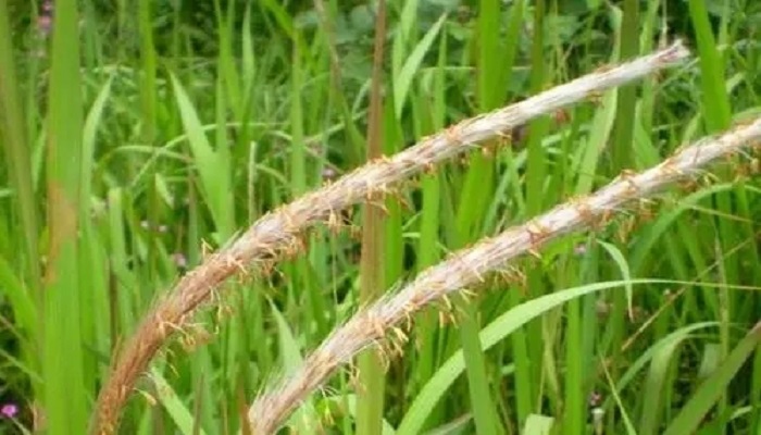 五指茅草长什么样子