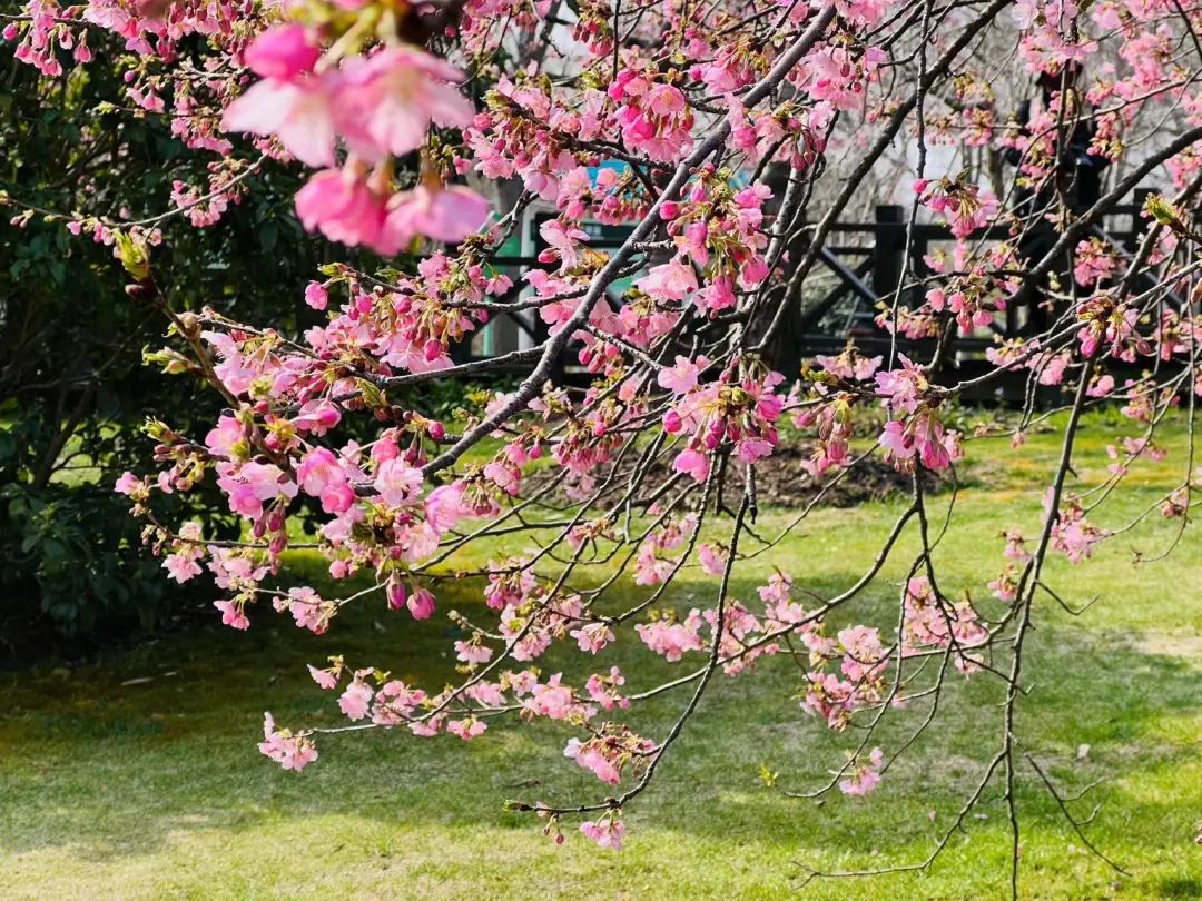 申城三月繁花似锦!赏花路线来收藏→