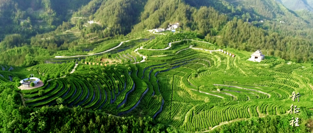 深入实施特色种植业 扩大"真硒万源"影响力