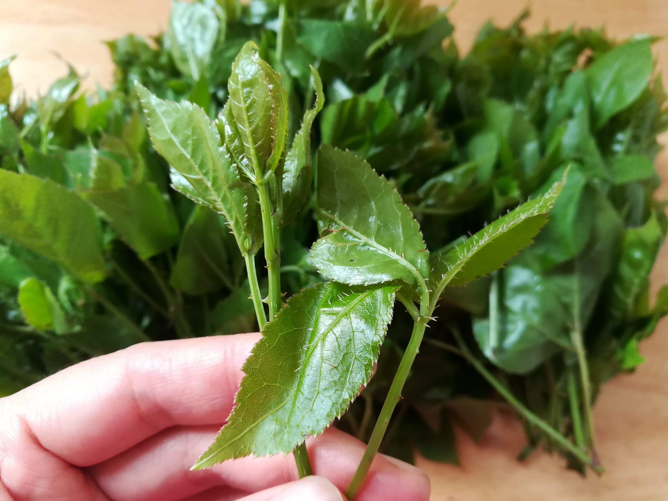 这野菜是人参的"近亲",鲜嫩开胃清肝火,春季不吃太可惜