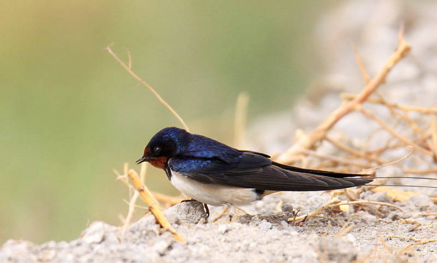 边飞边睡的"无脚鸟",雨燕落地就等于死亡,如何繁衍后代?
