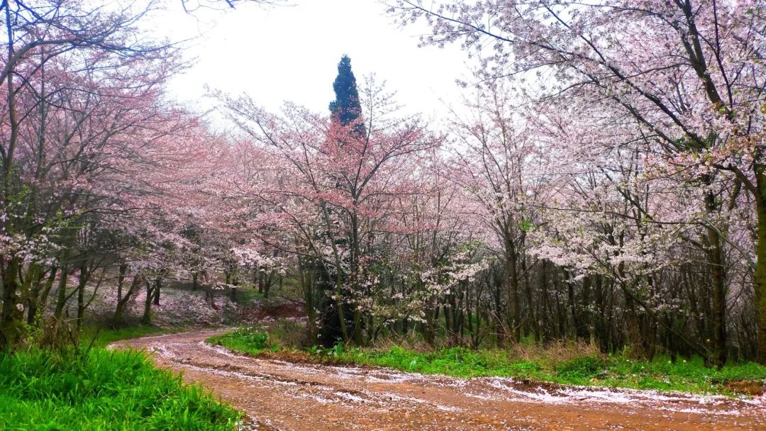 贵阳樱花公园图片