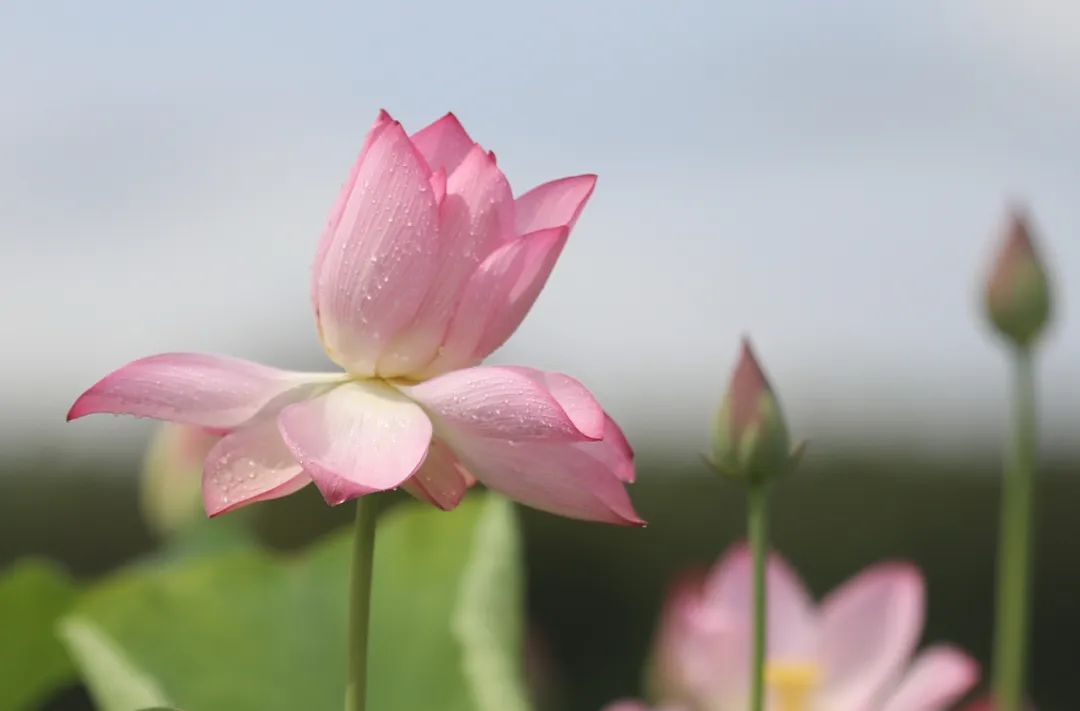 没有一位妈妈,可以拒绝这组荷花头像