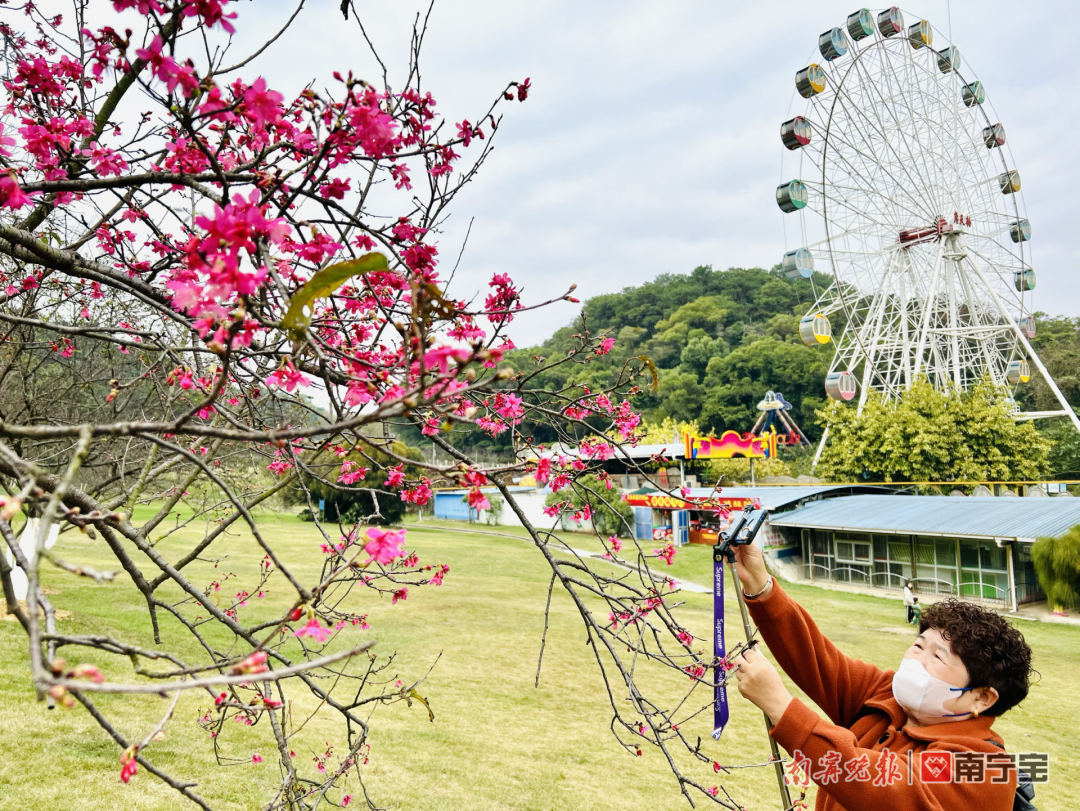 融融暖意喚醒春之歌,石門公園的櫻花綻放了!