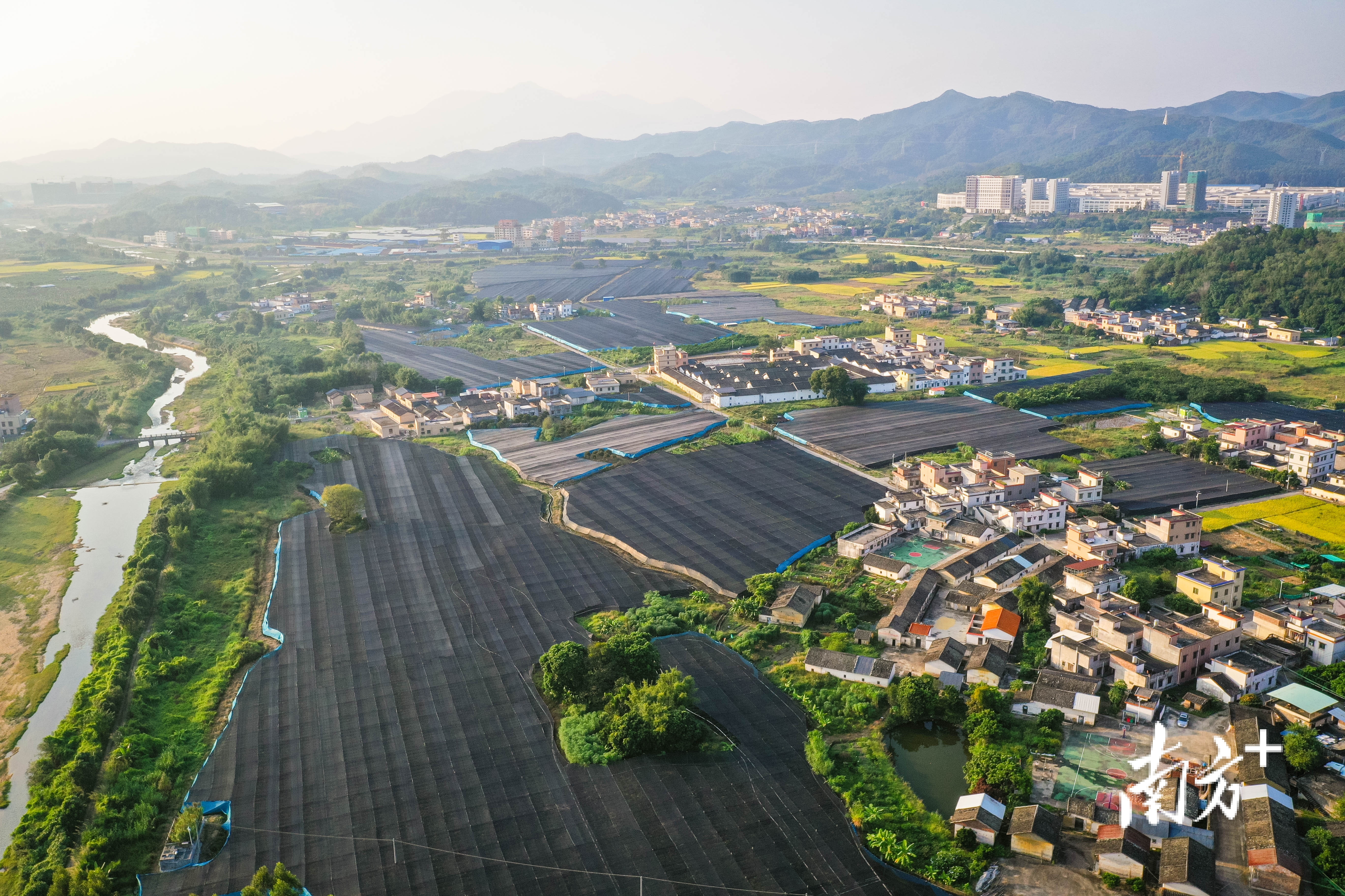 清远市佛冈县水头镇:小魔芋施展"大魔力",镇里种出致富果
