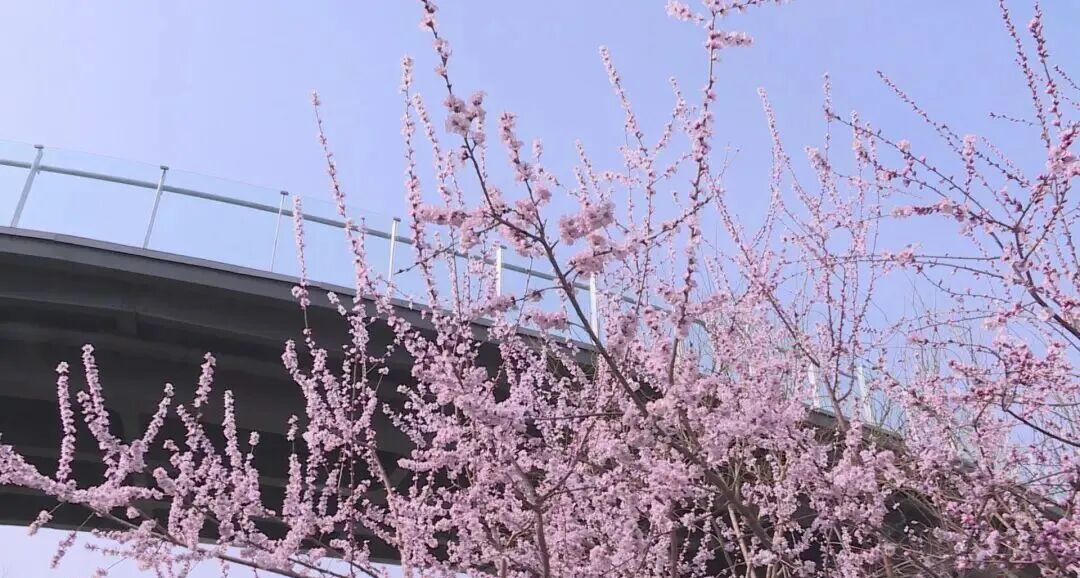 山桃是什么