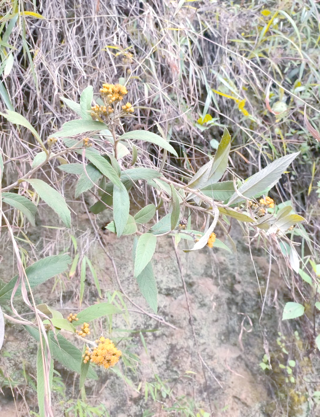 羊耳菊:一种在当地广泛使用的消炎消肿草药