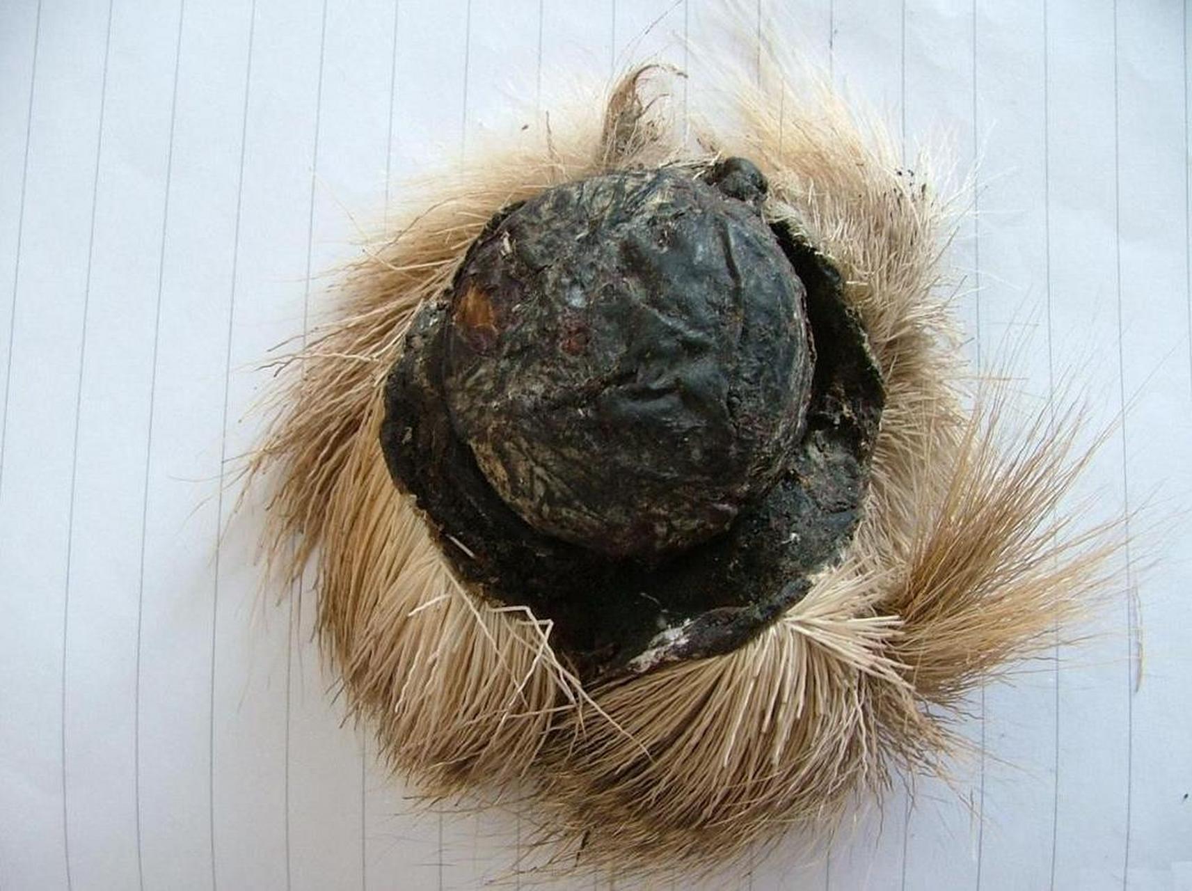 一位有着20多年麝香鹿养殖经验的养殖户告诉我:1克麝香高达800元.