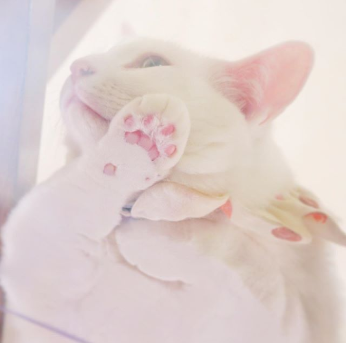 主人打开监控,发现猫咪在家盯着一颗猫砂看了整整30分钟 主人打开监控,发现猫咪在家盯着一颗猫砂看了整整30分钟