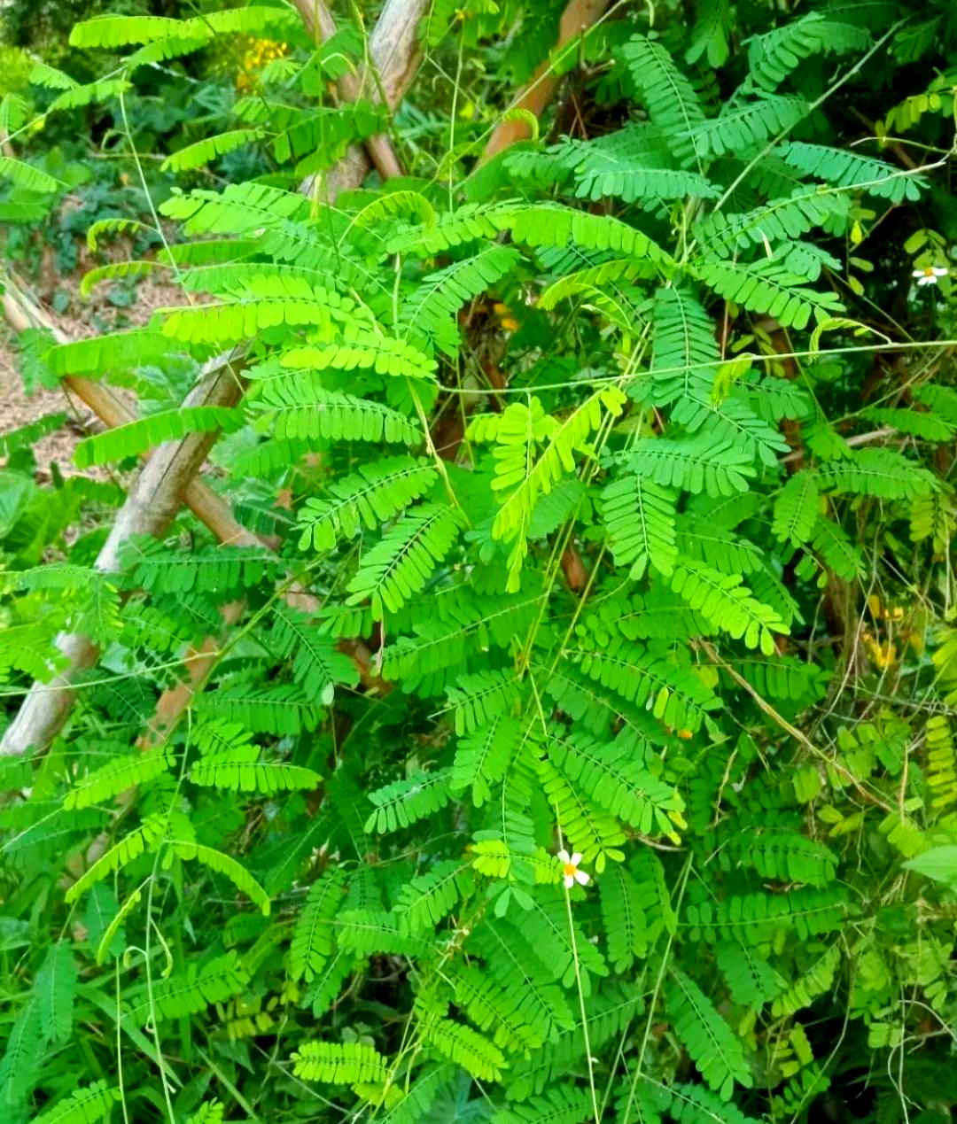 鸡骨草:中药材中的"护肝之星",多种功效缓解病痛