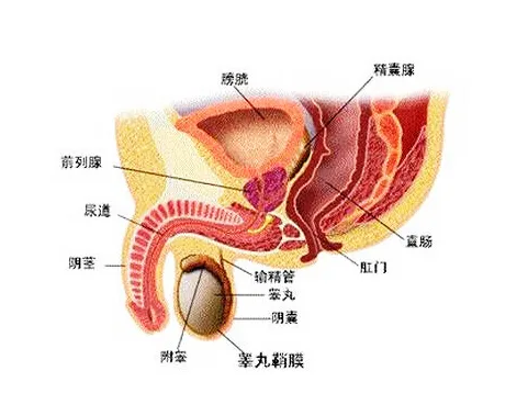 前列腺炎治疗费用大概多少?