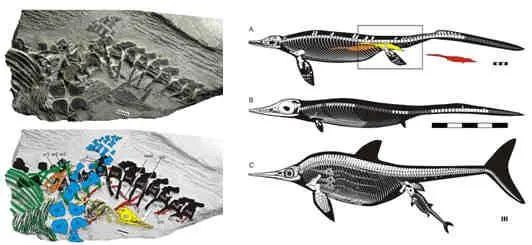 首都科学讲堂回顾丨第839期龙年说龙新年主题讲座海洋霸主鱼龙