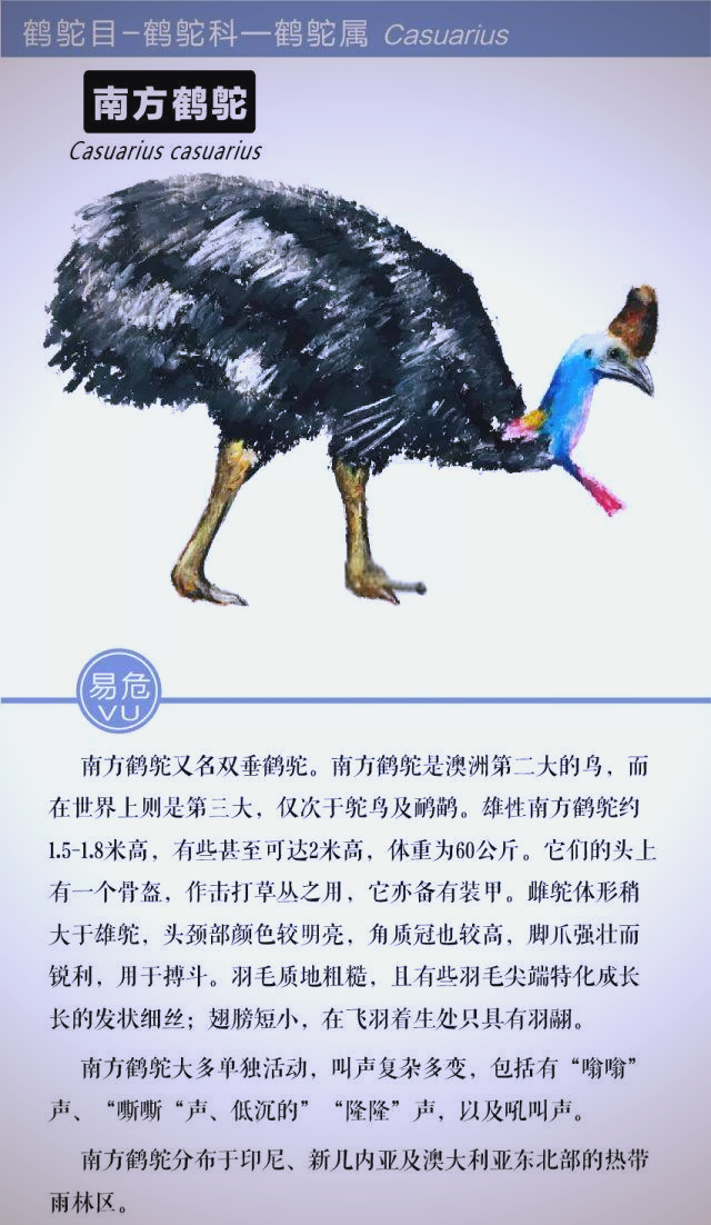 鹤鸵:危险与温柔并存,守护着稀薄的栖息地