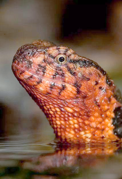 中国鳄蜥:从自然种群到濒危境地的蜕变