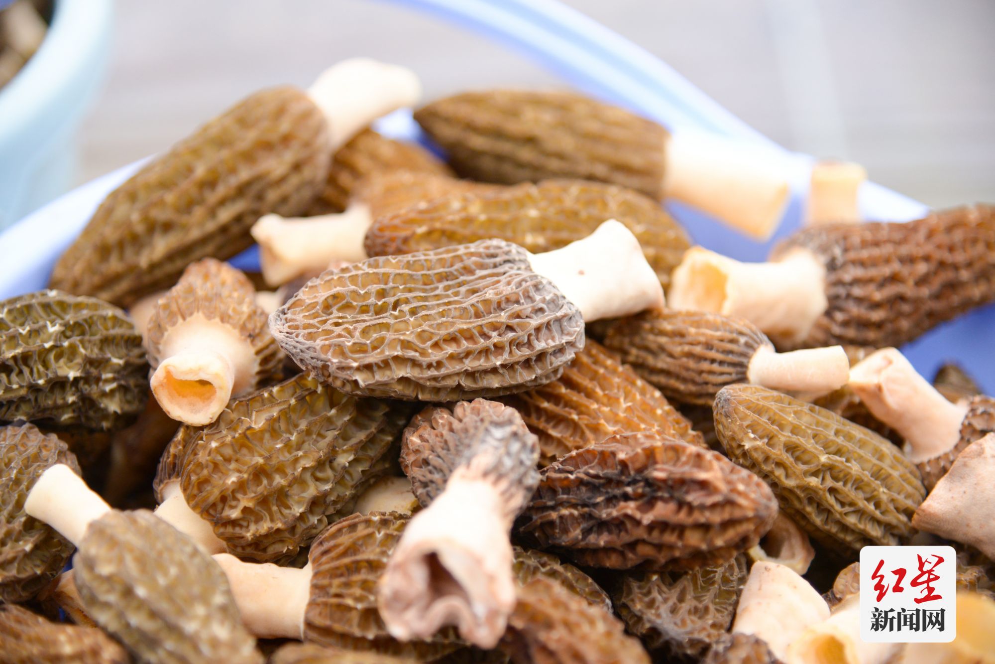 打好"强菌"牌 走好振兴路 成都金堂羊肚菌大丰收