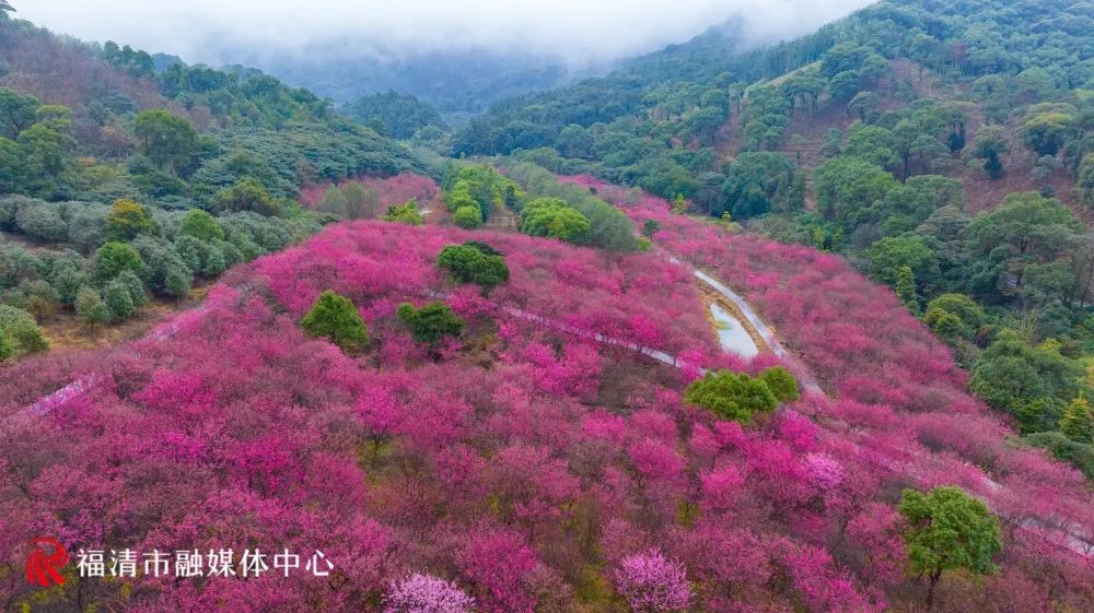 达200亩灵石山樱花园据悉2月7日,灵石山国家森林公园管理员向记者介绍