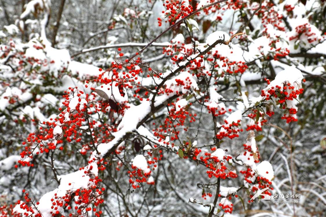 冬天的火炬树图片