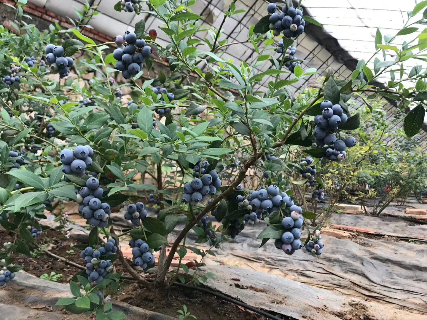 蓝莓树一年四季的变化图片