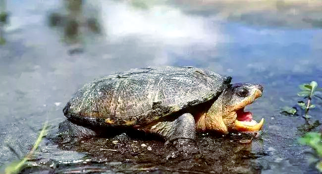 世界上众多凶猛的乌龟,棱皮海龟以锋利咬合力闻名