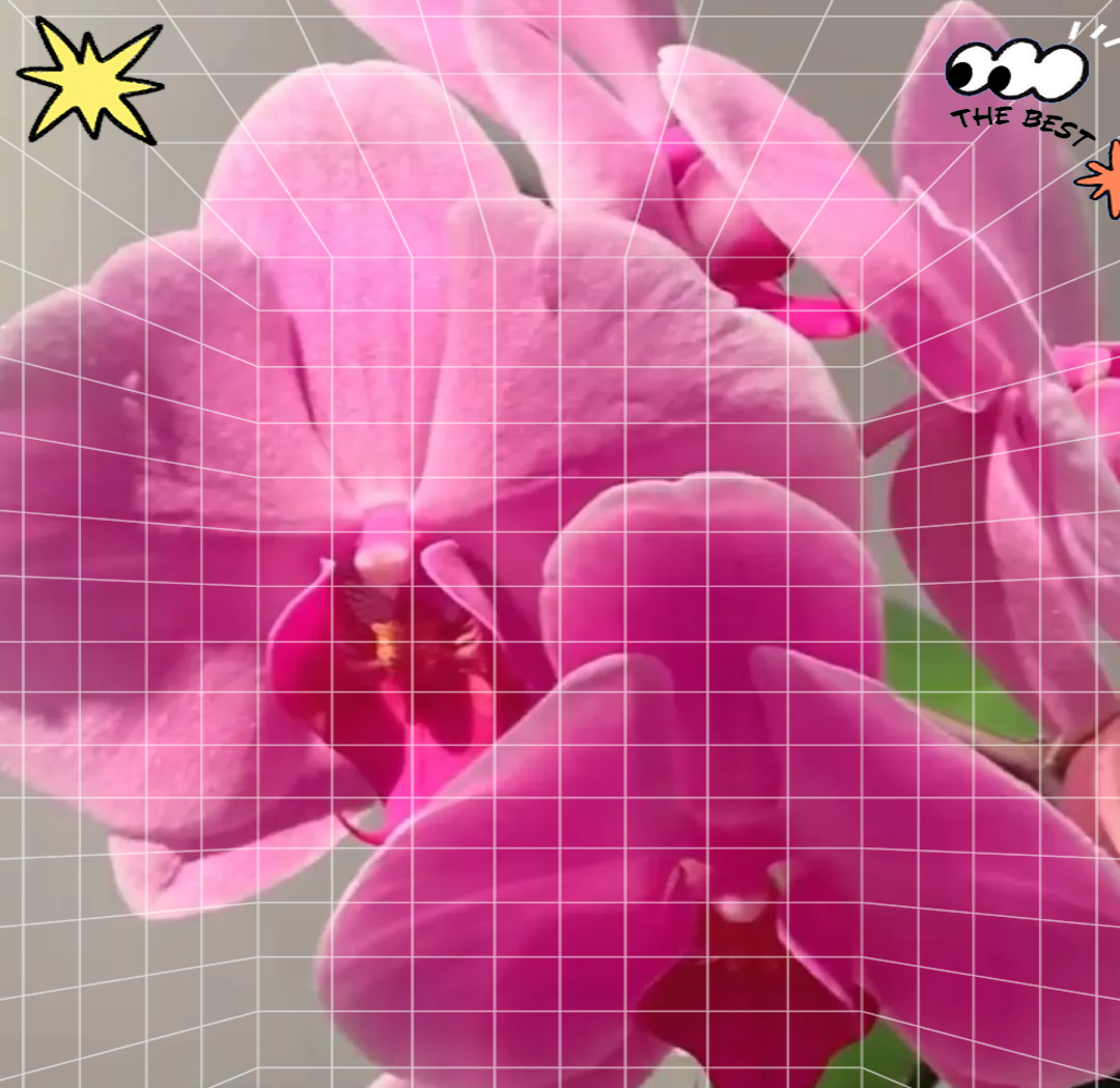 蝴蝶兰红粉佳人的花朵颜色及花期时长解析