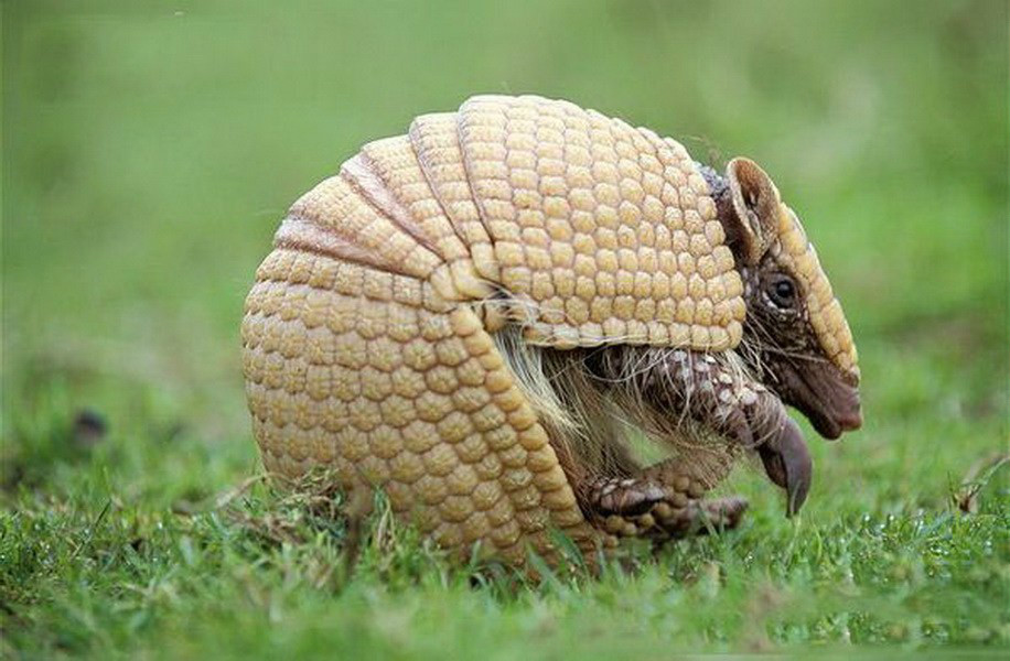 动物趣闻:罕见而奇特的犰狳,身上携带致命细菌却依然遭到屠杀