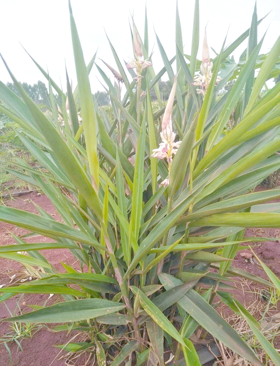 然而,这种南姜的花朵呈现红白色,且植株相较于红豆蔻更为矮小,叶子也