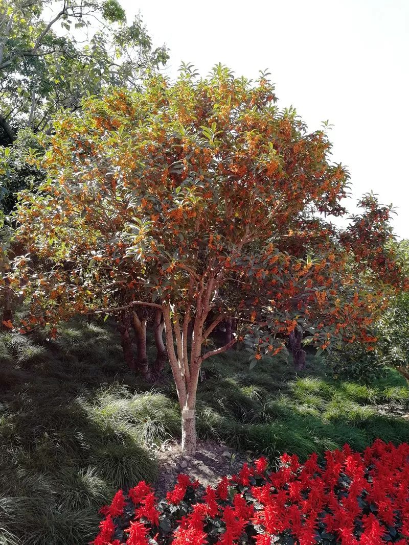 眼前是"镜"中月,身边是桂花香,浦东这个赏月好地方藏