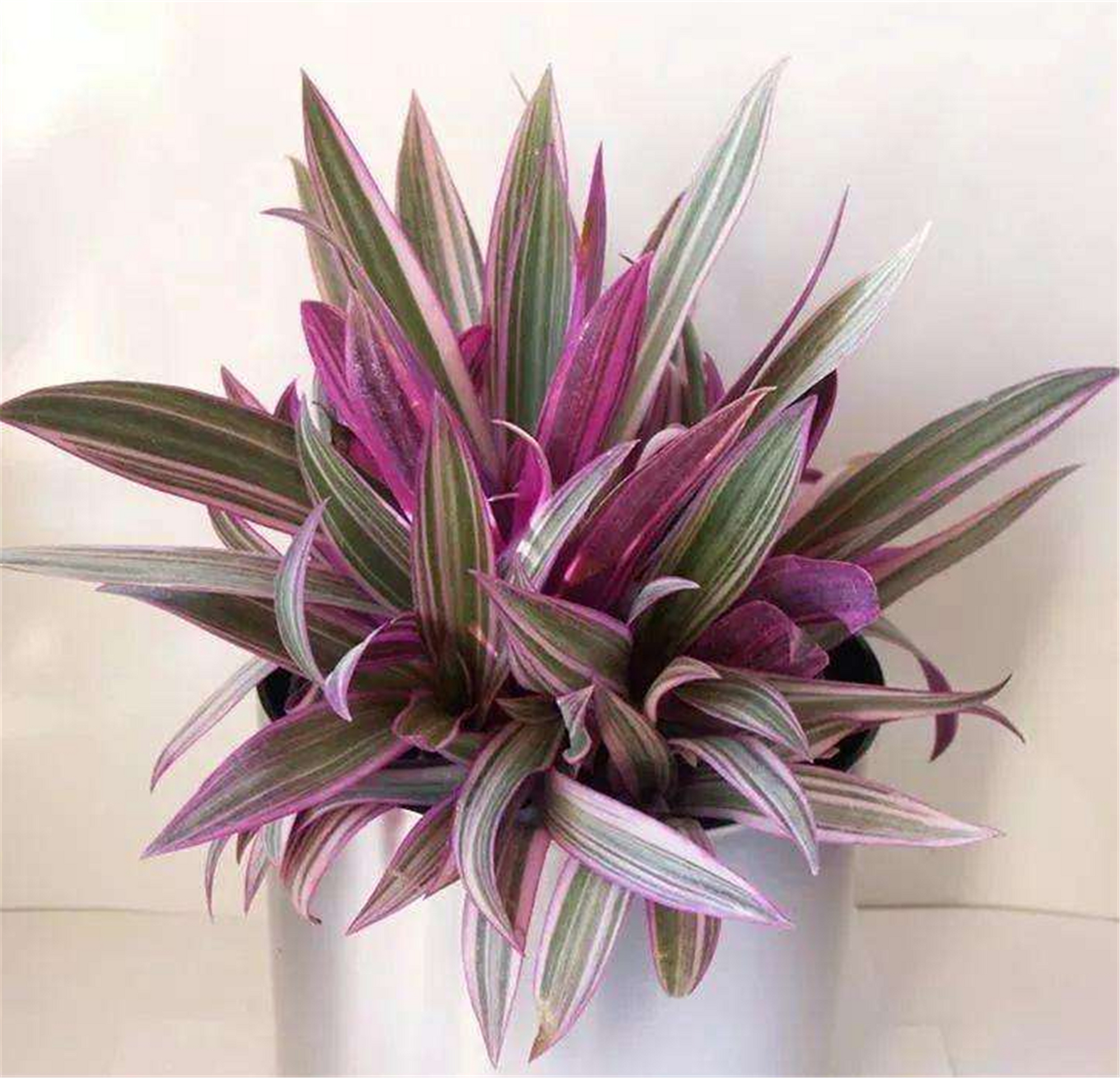 叶子像河蚌,花朵像珍珠的蚌兰,我认识的人还没几个能将它养死的