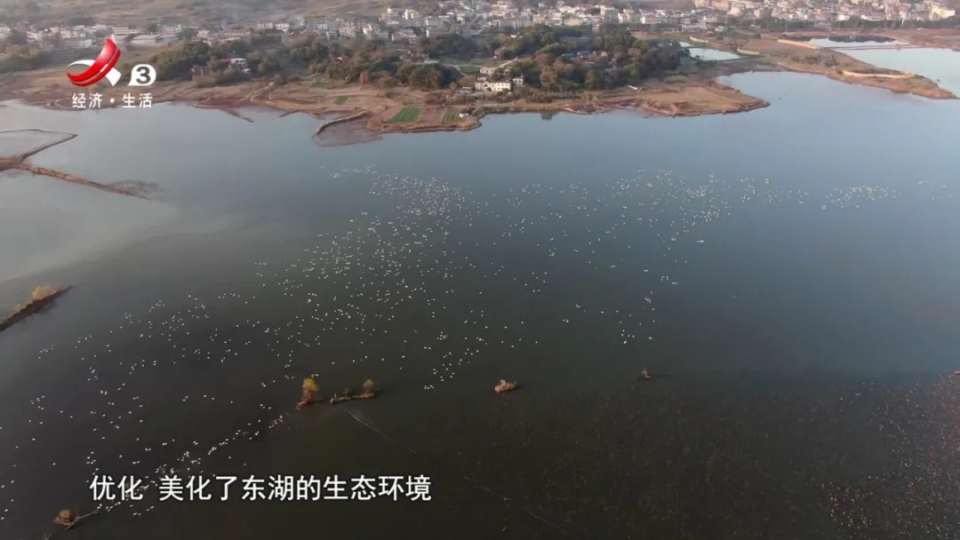 江西經視:《生態江西·候鳥飛》九江柴桑·東湖觀鳥點:東湖溼地 候鳥