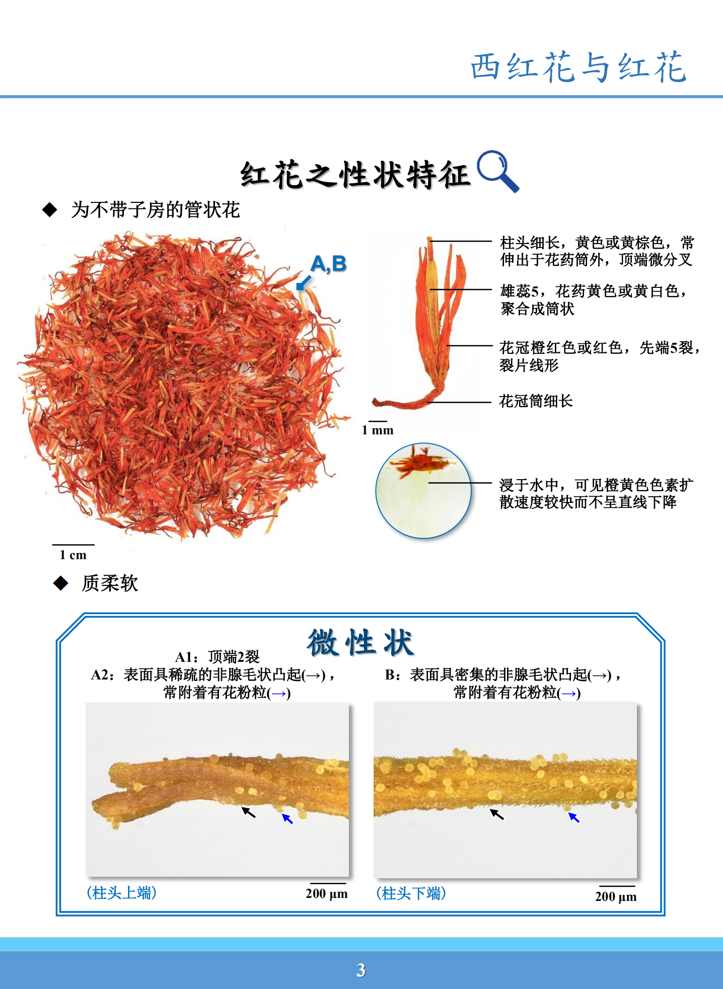 红花与西红花鉴别