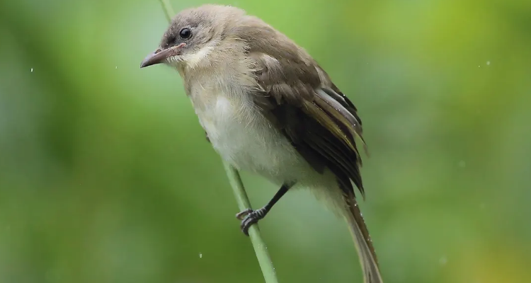 白头翁幼鸟怎么喂养