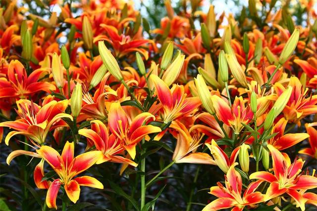 你好端阳花市,阔别三年重新开幕