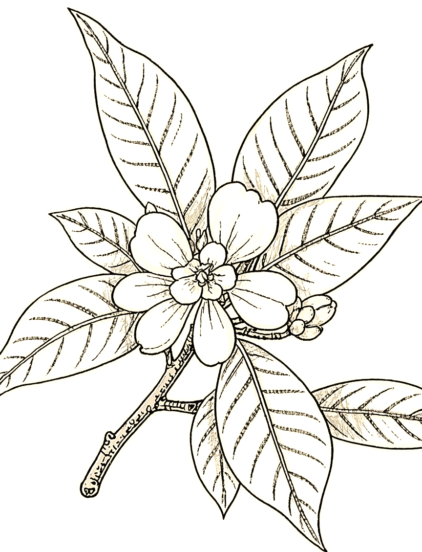 全面掌握桂花线描的技法与技巧