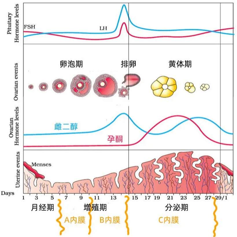 子宫内膜质量好不好,该怎么看?