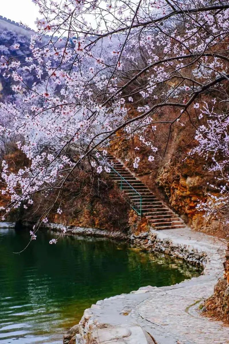 黄花水长城 桃花图片