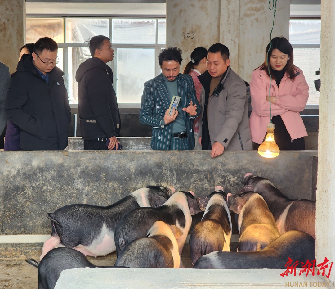 宁乡花猪仔批发地址图片