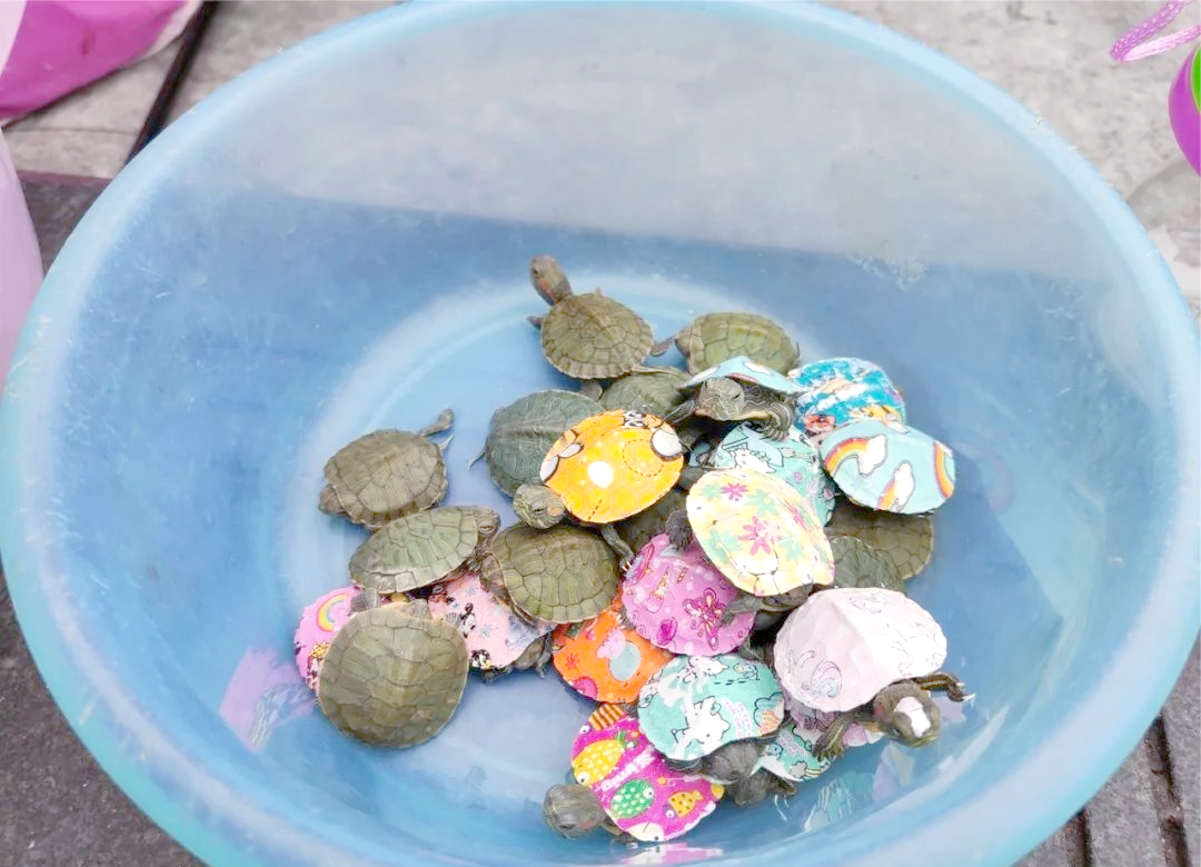 彩色小乌龟泛滥市场,饲养与放生需警惕生态风险