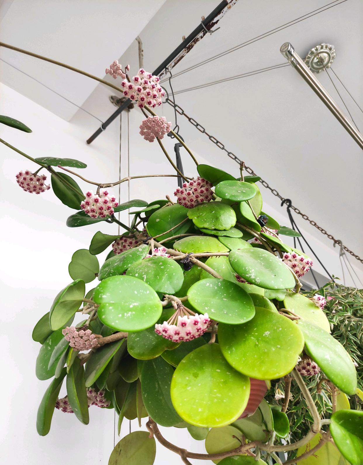 耐阴又爱开花的植物—镜叶球兰,观叶赏花又闻香,北阳台也能养