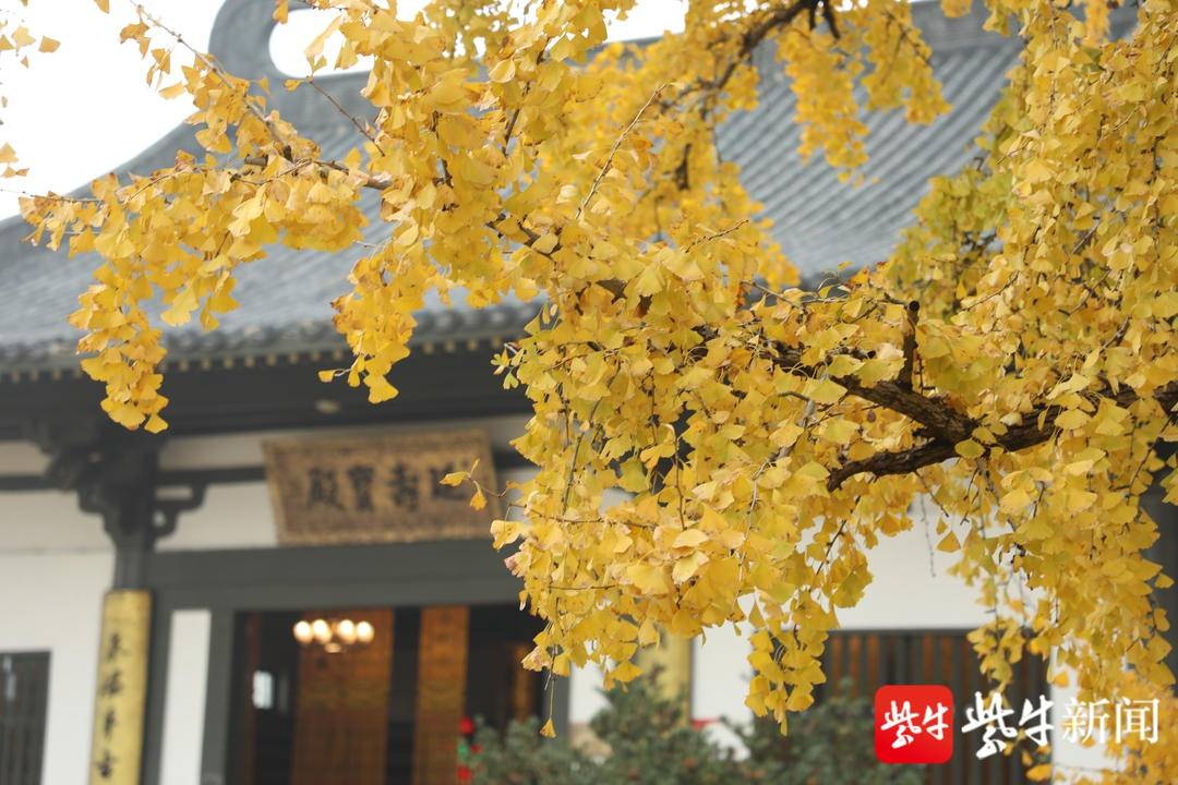 南京千年古银杏图片