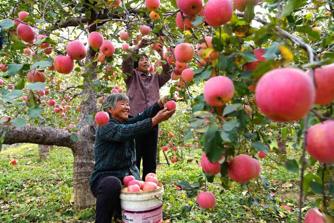 河北临城:苹果丰收映红百姓致富路