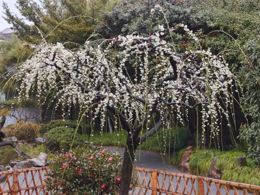 上海有这么多梅花展快乘坐公共交通赴一场梅好约会