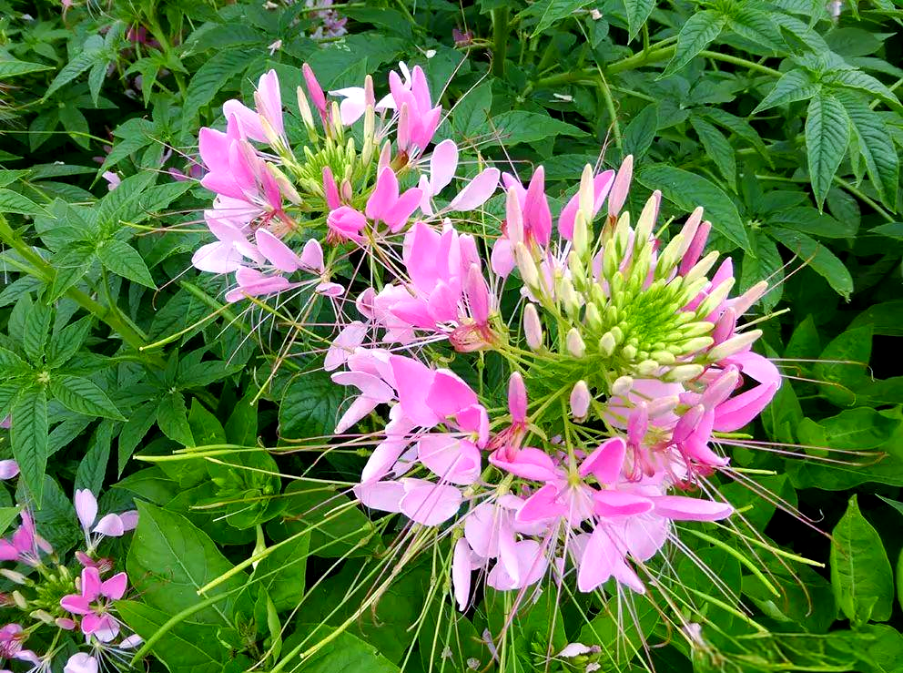 从传统到新品种:醉蝶花如何成为你的花园亮点