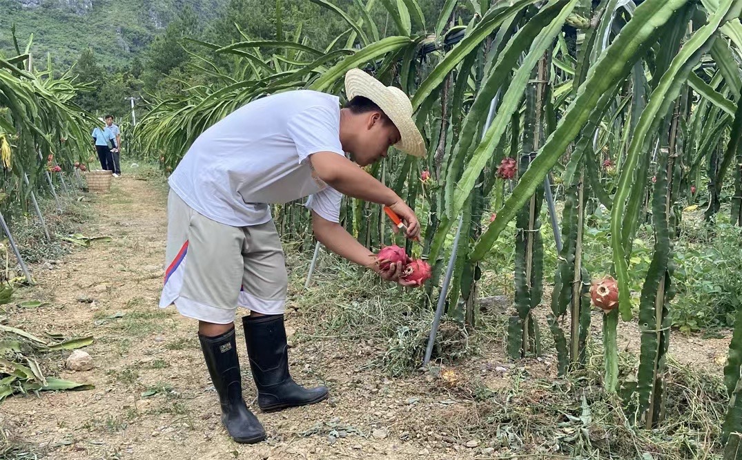 「两会百姓说」罗甸县龙坪镇板庚村村民陈乾坤:用奋斗的汗水酿造甜蜜