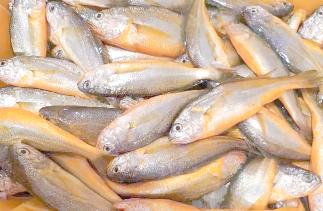 舟山野生小黄鱼:品味鲜香江湖,感受春日海鲜盛宴!