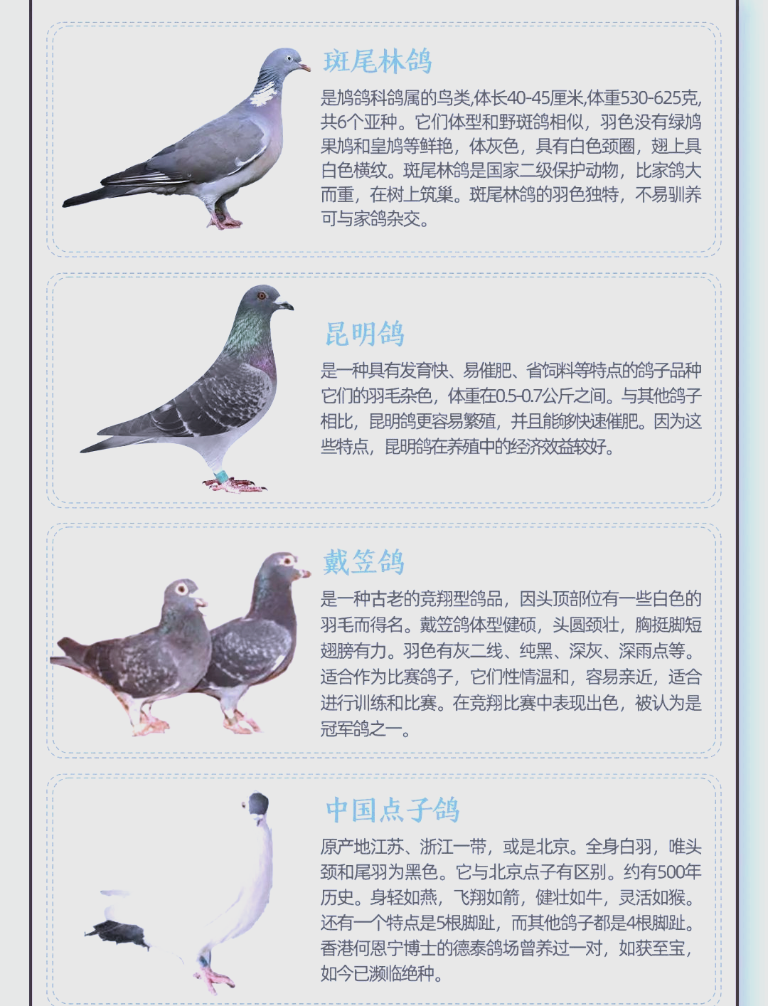 探索多样鸽子品种,你钟爱哪一款?