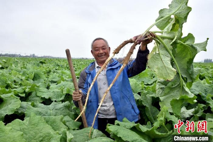 牛蒡在农村叫什么图片